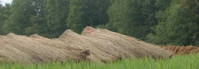 Riet in den landen